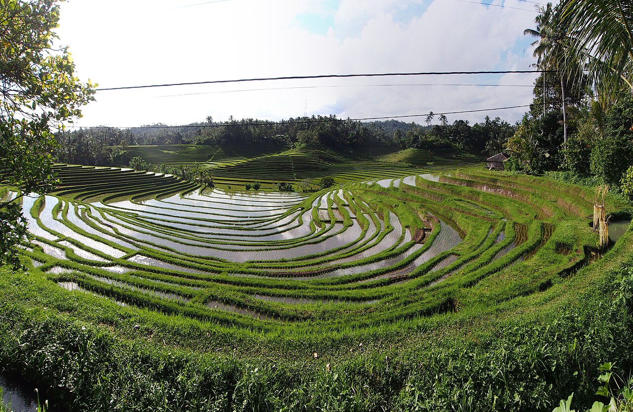 Belimbing Rice Terrace