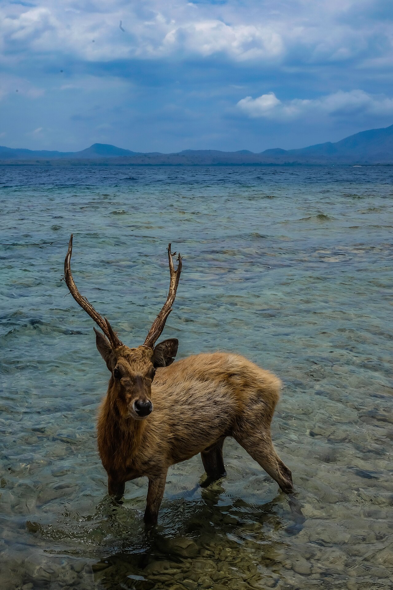 Pulau Menjangan