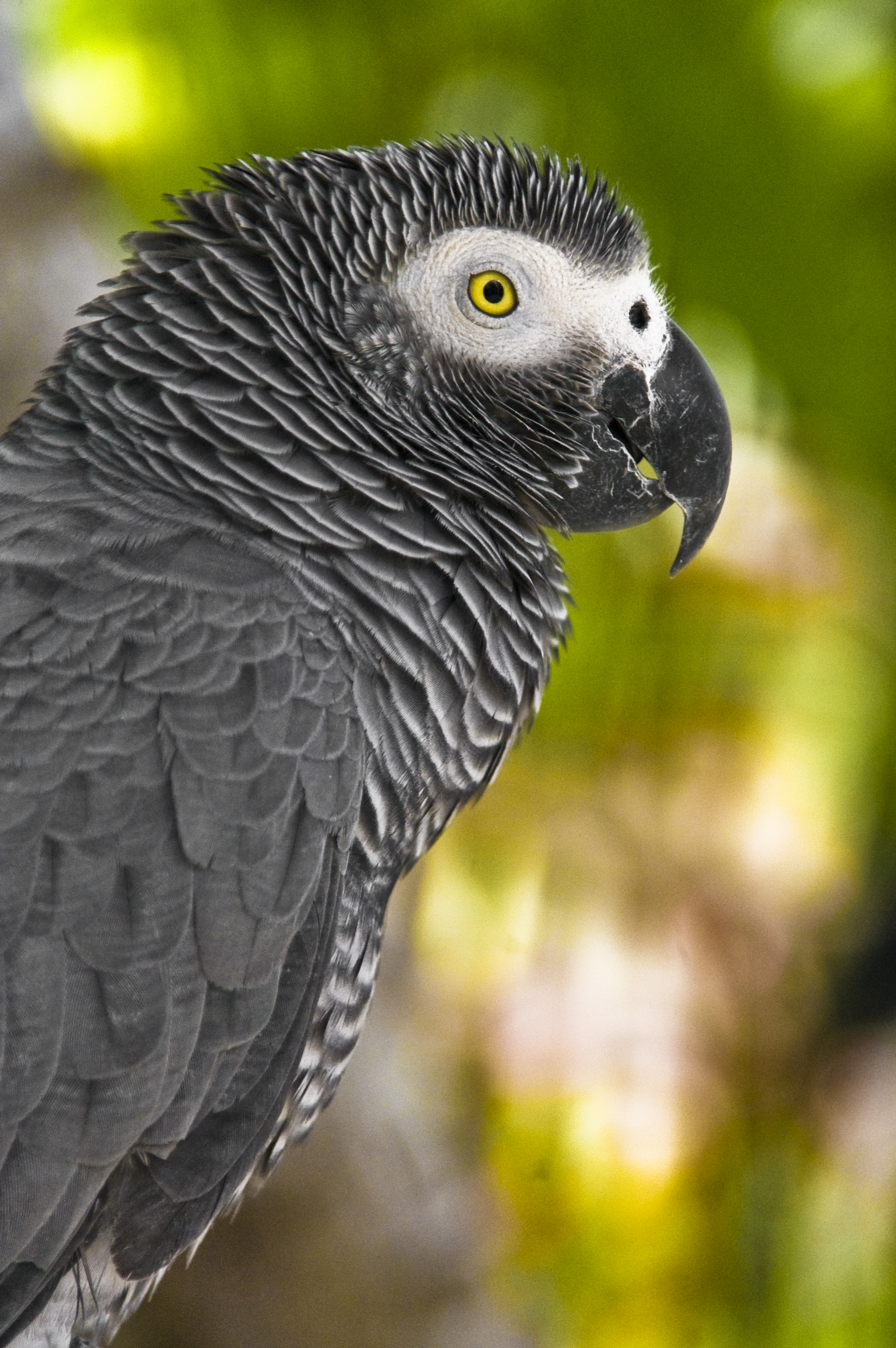 Bali Bird Park