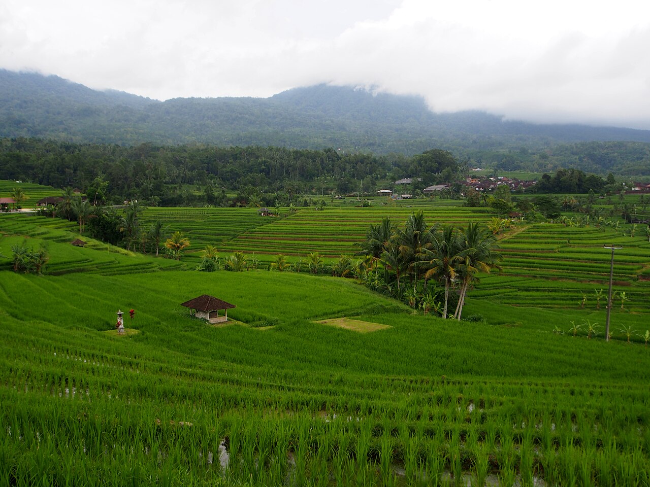 Jatiluwih